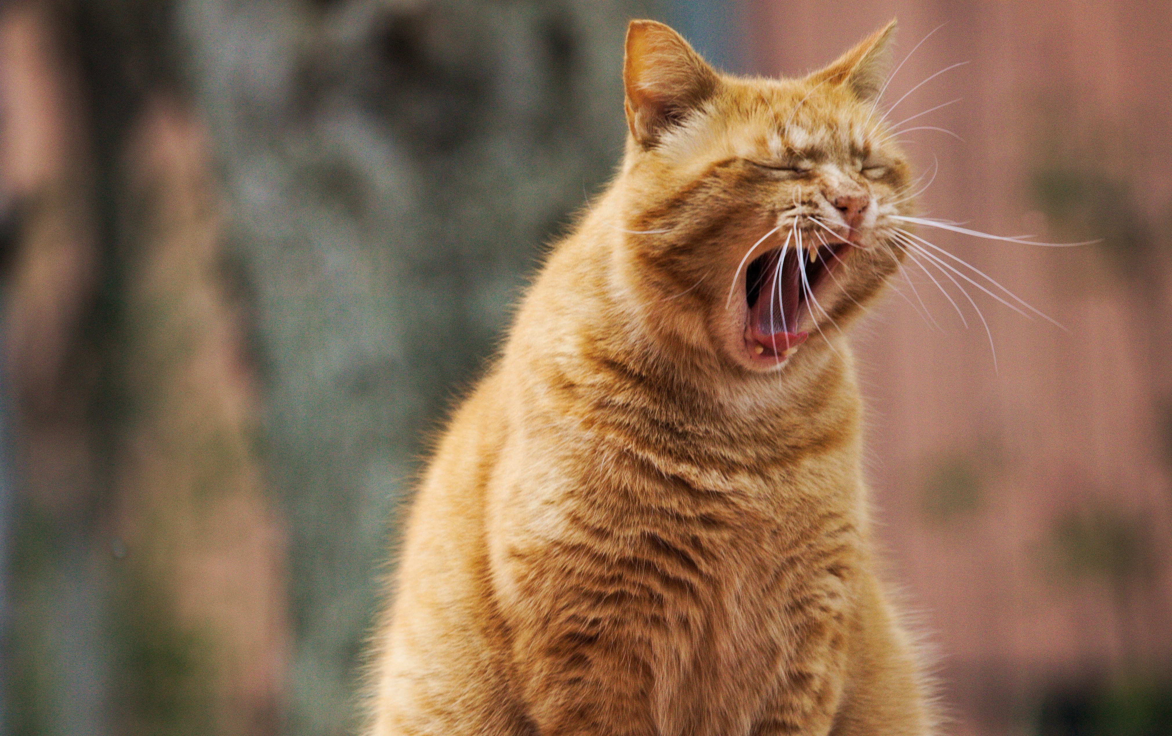 A resting cat for the 404 error page